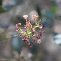 Syzygium spathulatum Thwaites